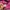 Nike Sportwear Vintage Women's All Over Prin