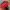 Herschel Settlement Woodland  Camo Navy Red  photo 3