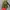 Herschel Settlement Woodland  Camo Navy Red  photo 4