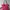 Tote Bag Kipling _ Fuchsia