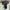 Patagonia Goth Sweatshirt Pria white photo 4