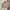 Spao Harrington jacket Pria brown photo 1