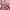 Casual Midi dress Wanita pink photo 3