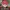 Sportswear Hat Pria red photo 6