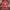 Sportswear Hat Pria red photo 3