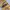 Luxury Pria gold brown photo 2
