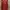 Outer Longback Orange photo 1
