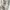 Rocawear Vintage Y2K Short Pria cream photo 3