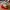 SEPATU NIKE V5 RNR SHOES NEW ORINGINAL photo 1