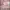 Lolita Coquette Midi Dress Wanita Pink