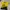 Jersey Dortmund photo 1
