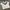 Umbro Vintage Sportswear Jersey Pria White