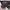 Von Dutch Streetwear Biker Hat Pria black photo 1
