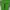 Nike Streetwear Skater Sneakers Wanita green photo 3