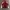 Biker Casual Bomber jacket Pria burgundy white photo 1