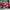 P*ma speedcat OG photo 1