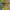 CELINE Luxury Avant Garde Pria yellow photo 2