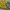 CELINE Luxury Avant Garde Pria yellow photo 4