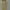 CELINE Luxury Avant Garde Pria Yellow