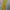 CELINE Luxury Avant Garde Pria yellow photo 3