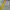 CELINE Luxury Avant Garde Pria yellow photo 5