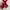 The matte reddest photo 2