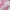 MLB NY NEW YORK YANKEES PINK WHITE TIE DYE photo 4