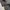 Majah Flavah Carpenter Shimer Lipet photo 4