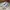 VANS Casual Sneakers Pria tan cream photo 3