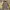 WHO.A.U Casual Denim jacket Pria khaki photo 6