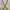 Canvas yellow belt  photo 1