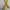 Canvas yellow belt  photo 2