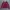 Maroon Bomber Cotton Jacket