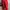 Red Bondage Belted Shorts (25) photo 3