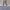 Back Number Transcript Of Military Record Cargo Stripe