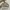 Coach Casual Handbag Wanita white tan photo 1