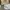 Coach Casual Handbag Wanita white tan photo 4