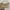 Coach Casual Handbag Wanita white tan photo 1