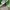 New Balance Streetwear Sweatshirt Pria green photo 2