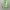 New Balance Streetwear Sweatshirt Pria green photo 4