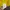 Adidas Streetwear Luxury Pria yellow photo 4
