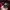 Adidas Streetwear Casual Windbreaker Pria burgundy red photo 5