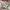 Parka Jaket GAP photo 3