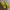 Nike Sportswear Sneakers Pria yellow photo 2