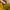 Nike Sportswear Sneakers Pria yellow photo 8