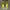 Nike Sportswear Sneakers Pria yellow photo 1