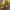 Nike Sportswear Sneakers Pria yellow photo 6