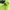 Adidas Club Polo Tennis Lime Green JP0404 photo 6