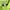 Adidas Club Polo Tennis Lime Green JP0404 photo 5