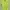 Adidas Club Polo Tennis Lime Green JP0404 photo 2